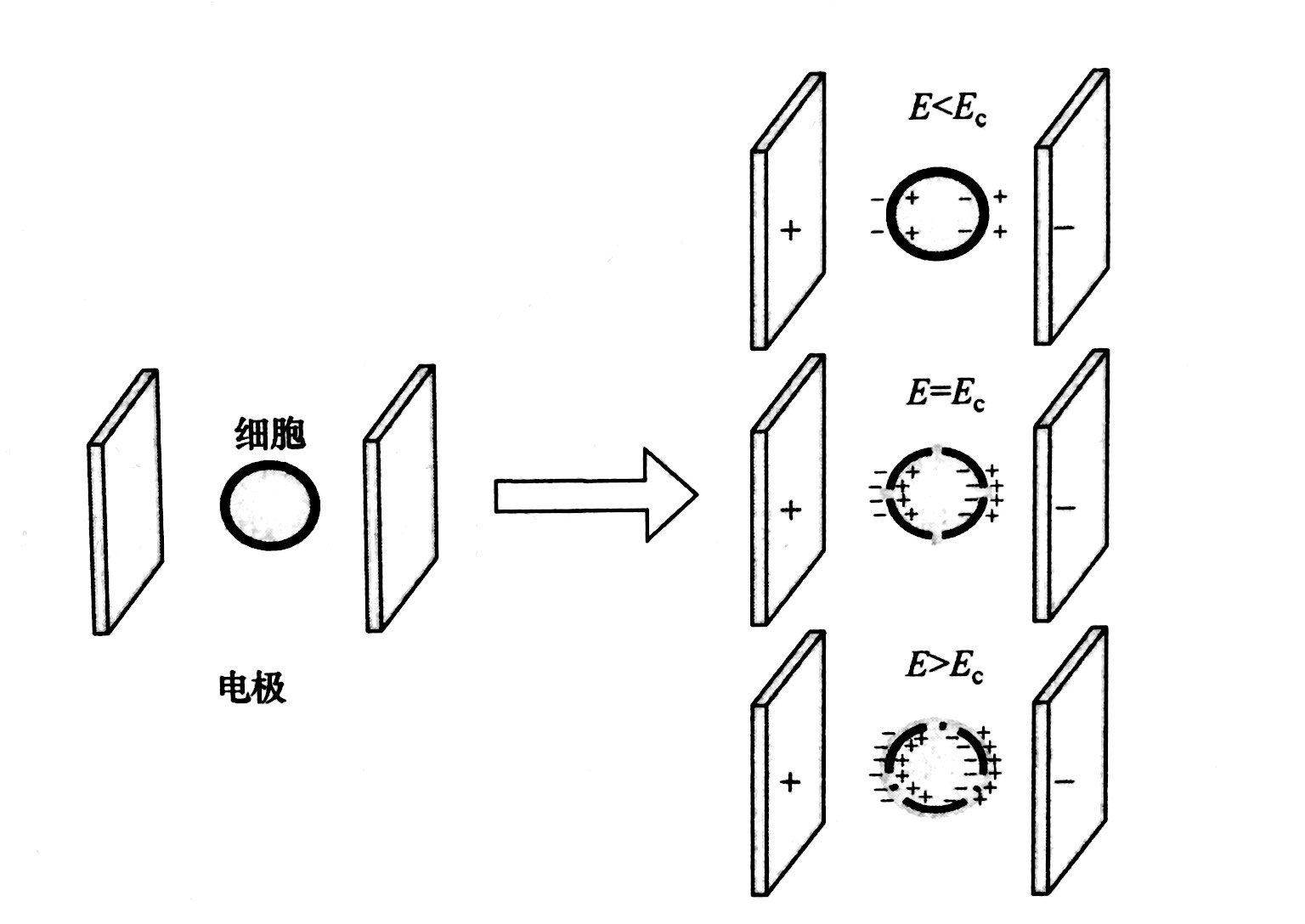 PEF等離子處理的基本原理和典型模型，普樂斯等離子體清洗機(jī)介紹